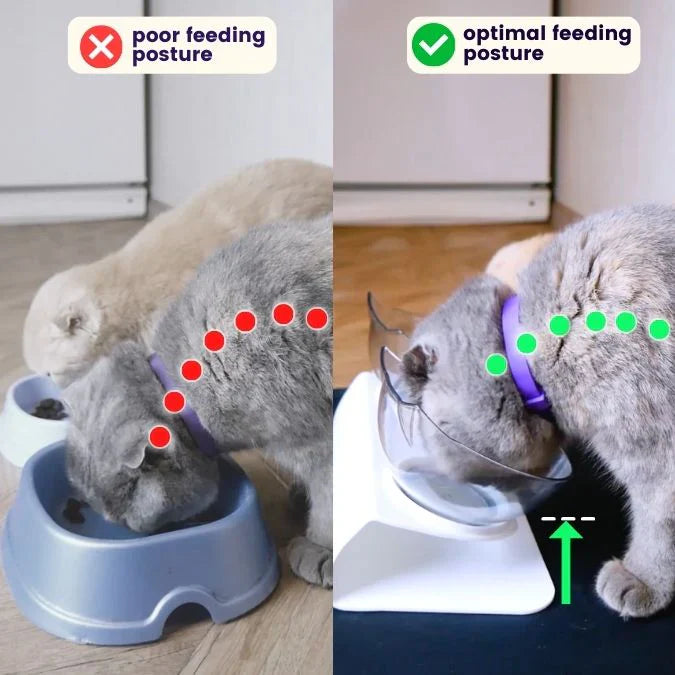 Anti-Vomit Cat Bowl — Elevated Non-Slip Double Feeder - Image 10