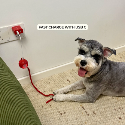 Interactive Dog Walker — Anti-Anxiety Automatic Toy - Image 3
