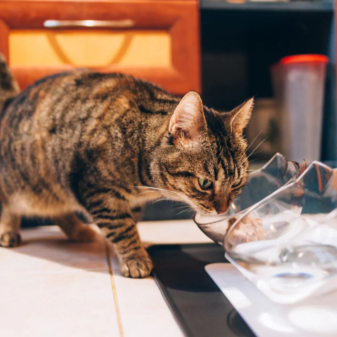 Anti-Vomit Cat Bowl — Elevated Non-Slip Double Feeder - Image 11