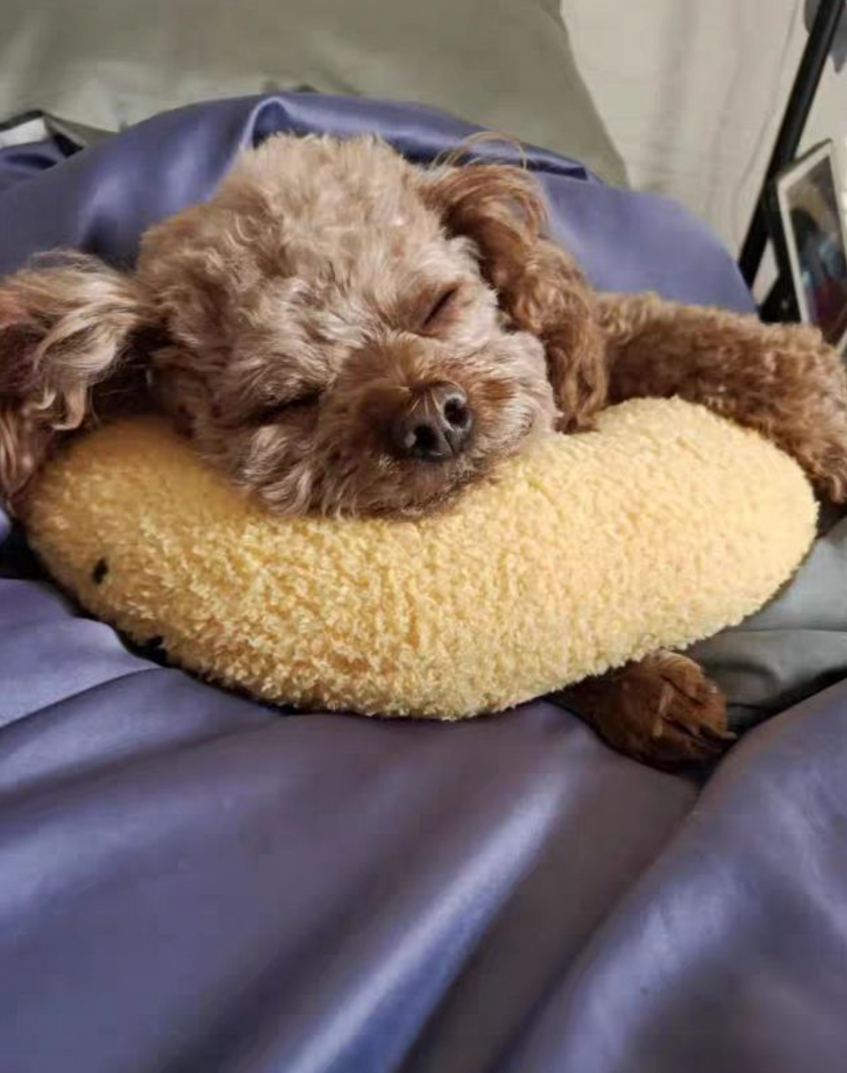 Calming Warm Dog Pillow — Soothing Comfort Pillow - Image 2