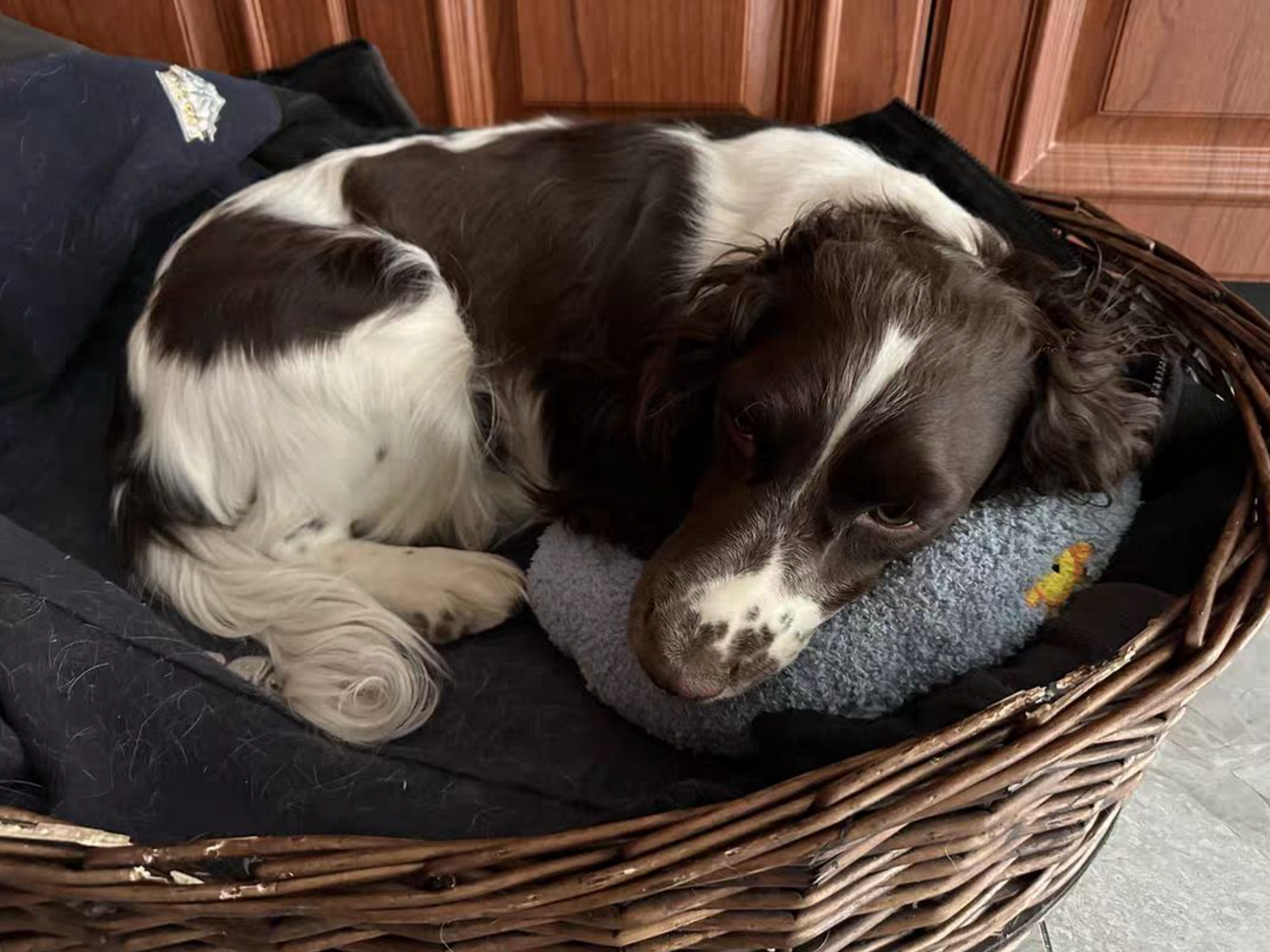 Calming Warm Dog Pillow — Soothing Comfort Pillow - Image 12