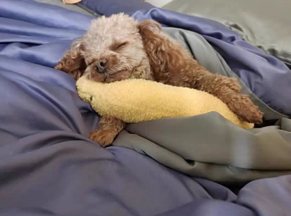 Calming Warm Dog Pillow — Soothing Comfort Pillow - Image 3