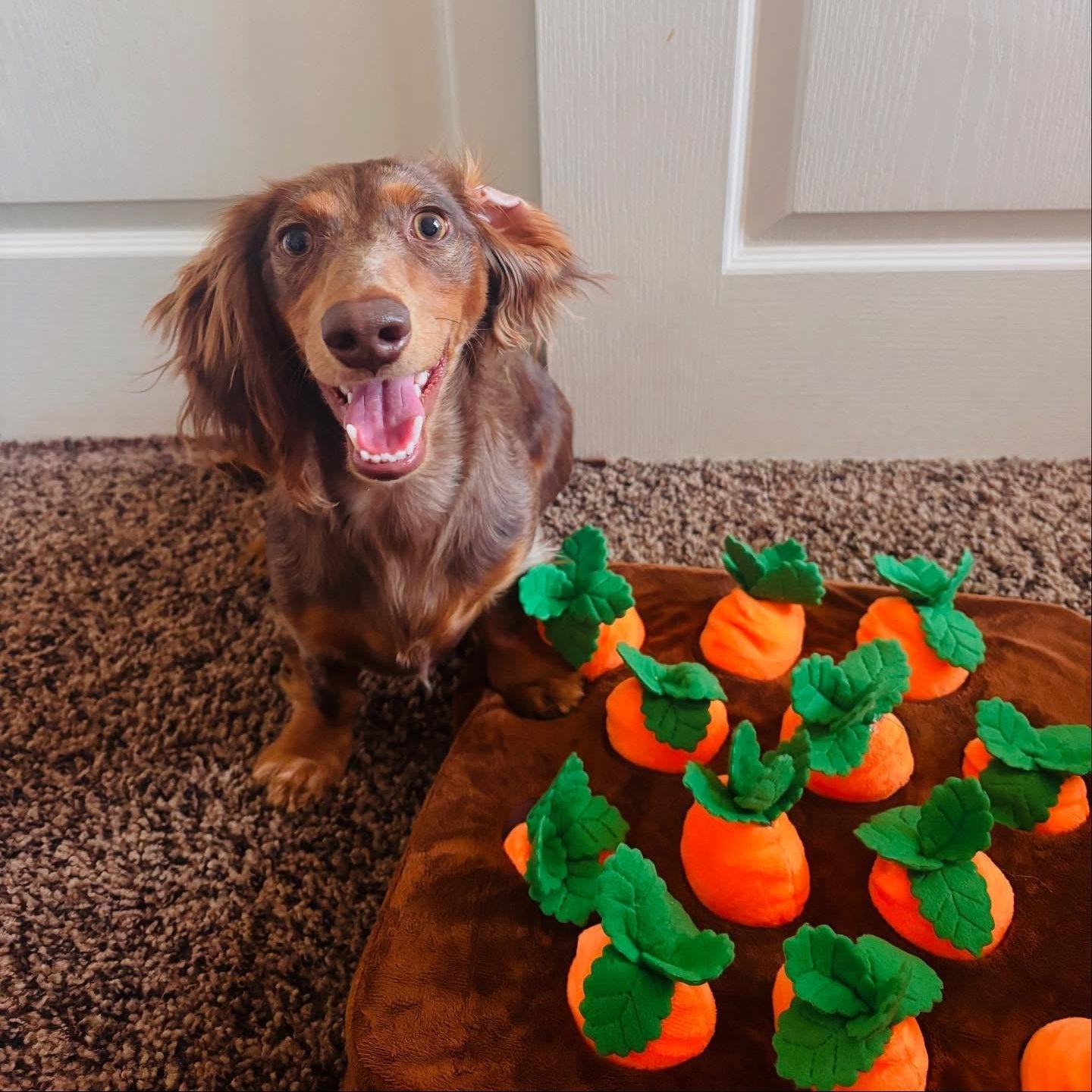 Game of Carrots — Interactive Nose Work Snuffle Toy - Image 1